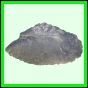 lutgri_2058_b_001