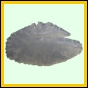 lutgri_2059_a_001