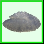 lutgri_2059_b_001