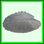 lutgri_2060_a_001