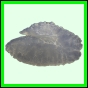lutgri_2060_b_001