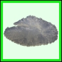 lutgri_2061_a_001